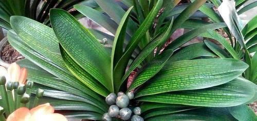 壮花|王大爷养君子兰经验真足!花肥就用此2种,根壮花旺长势好!