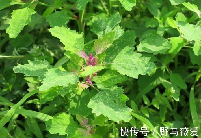 野菜|这种野菜一定要吃,胜过一切补药,尤其是老人,营养价值极高
