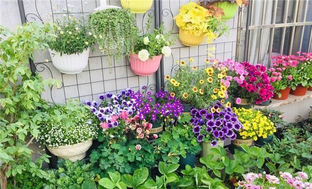 养花不烂根，捡来小东西垫在盆底，叶绿根壮猛开花