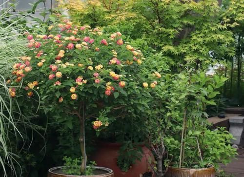 长期盆栽养花种草，土壤易板结该怎么预防？从浇水施肥下手