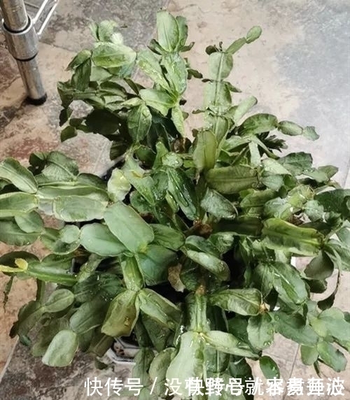 蟹爪兰焉焉的怎么办蟹爪兰要怎么浇水是浇大水还是少浇水