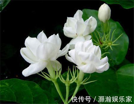 茉莉花开花少,这不是问题,教你几招,花枝都是花苞