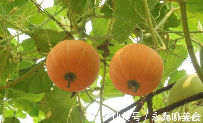 抗性淀粉|养脾=续命!只需2招,就能养好脾胃,学会了,全身都舒服