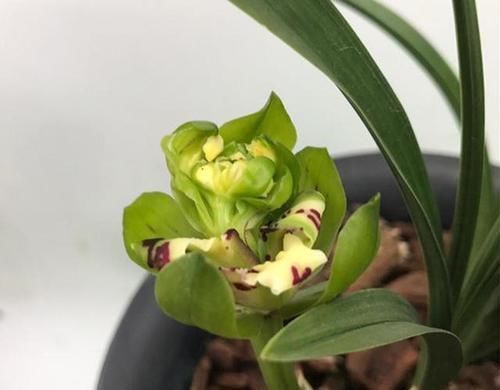 此兰花获奖无数,以前万元一苗,现跌成普草,花型罕见,香味扑鼻