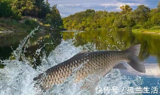钓饵|钓鱼的专业术语你知道多少？看看自己是不是资深钓鱼人