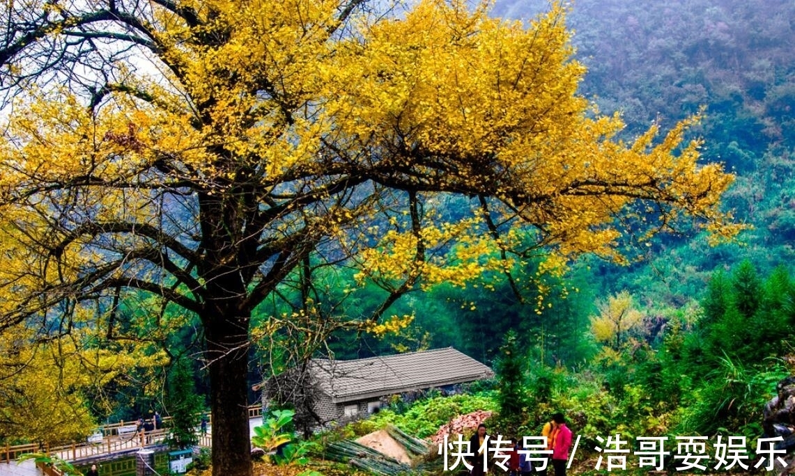 秋天|只适合秋天去游玩的湖南景区，拥有3000株百年银杏树，美如九寨沟