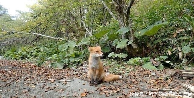 山溪钓鱼,一只狐狸流着口水紧紧地跟着