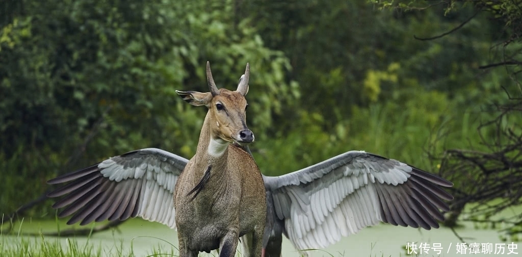 西域一国,因为一种动物而名扬天下,名字却很容易被读错
