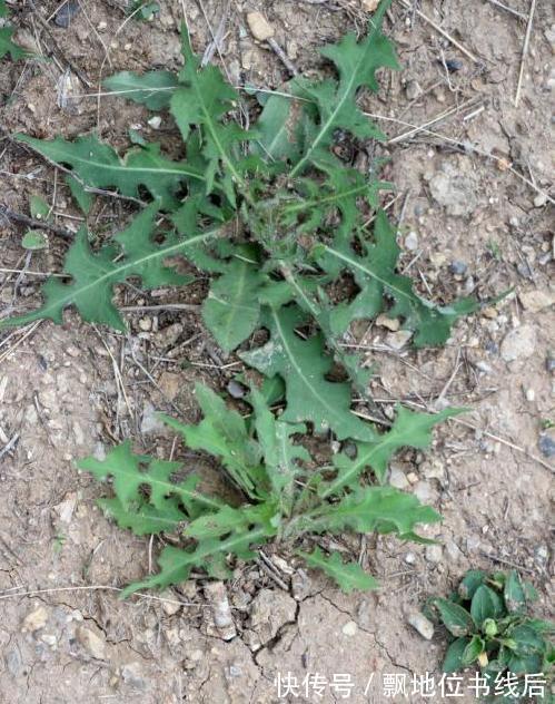 苦菜|5种“高钙”菜,农村常见,营养高口感好,却被当成了杂草,可惜