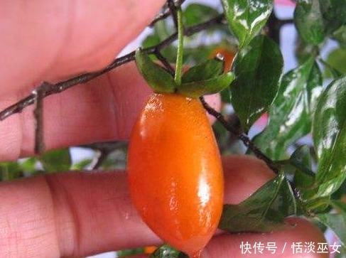 此种花养成老桩可卖高价,不用花钱买,只需一点果肉,就能存活!