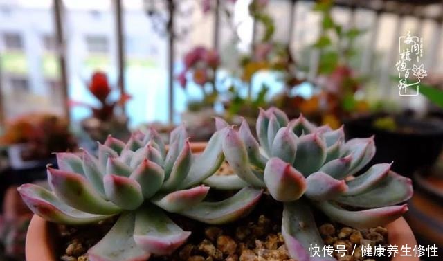 冬季,属于多肉的季节!养多肉的你喜欢冬天吗!