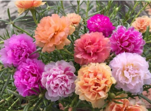 1种花“了不起”,插土里就活,7天就开花,1月就爆盆,比牡丹美