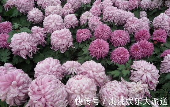 仙人|家中养菊花不妨选“雪青仙人”不但花开似“仙子”还有90天花期