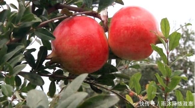水果|石榴在当下并非稀有水果,但在古代一个石榴甚至能换一头健壮的牛