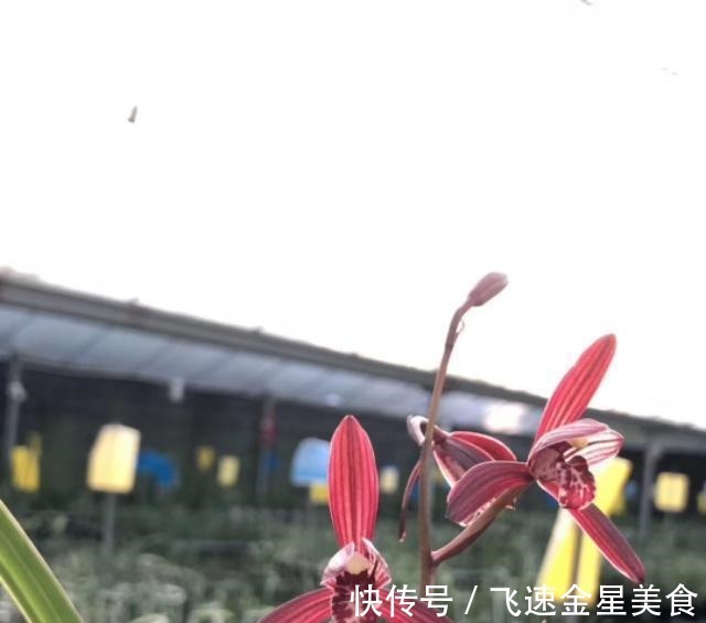 花色|别养牡丹茶花了,此兰一年能开四五次,花姿优美,开花就能香满屋!