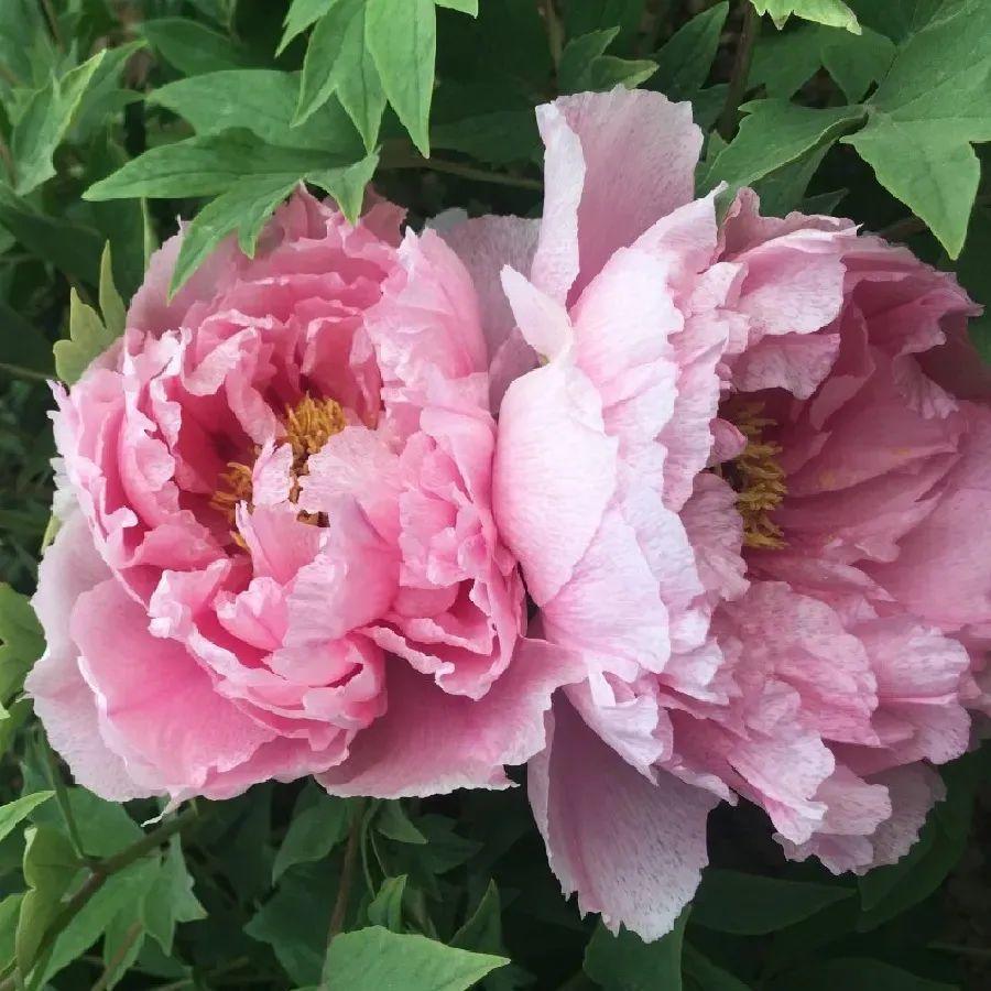 品种|这花只能秋天养,埋土里就活,晚了再等一整年!