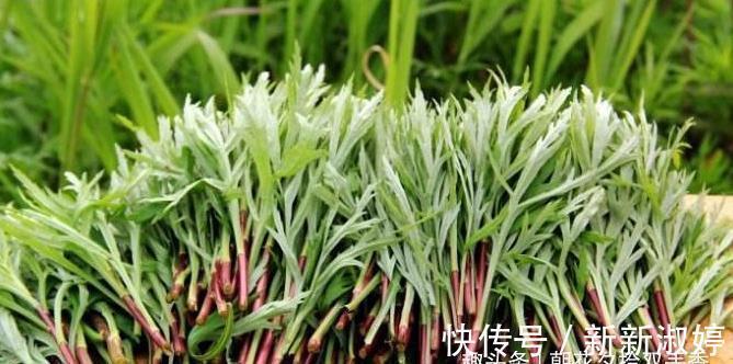 野草|农村一种常见野菜,人称“泥蒿”,是一种上好的野菜