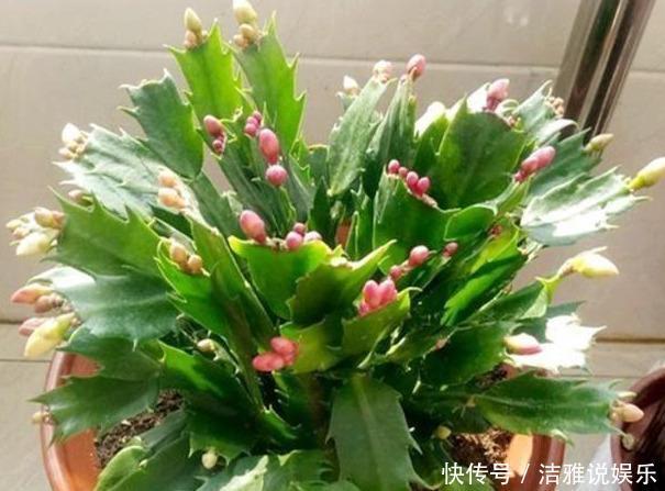 扦插蟹爪兰,掐准“时间点”,根系嗖嗖窜,养出“杠杠厚”好叶片