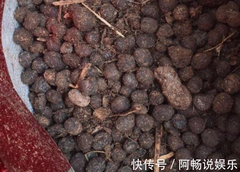 养花想盆栽土越来越肥沃，想不年年换土，隔3个月添些它就搞定