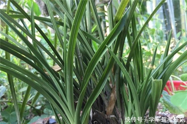 兰花怎样晒太阳,才能长得好又容易开花!