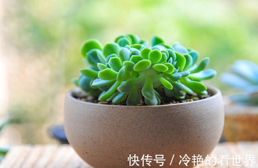多肉缀化并不神秘,了解这些知识点,你是否还会跟风买贵货