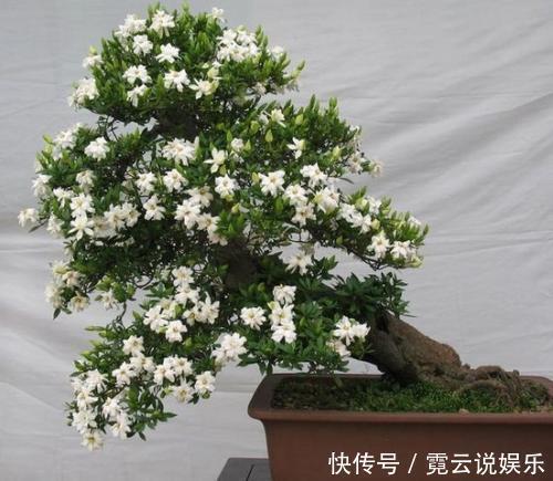 光照|养了20年的栀子花，还能满枝开花，赶快来瞧瞧如何做到的！