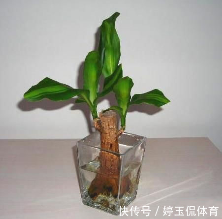 6种植物,能净化空气,适合放在阳光灿烂的厨房、阳台