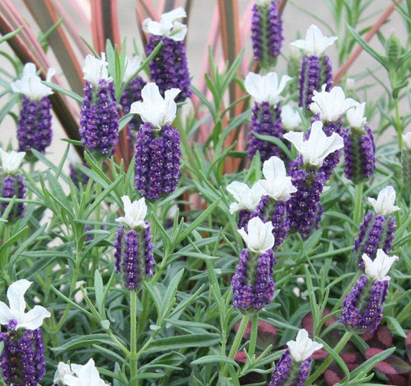 1盆薄荷提神醒脑,揪片叶子还能吃,性价比超高