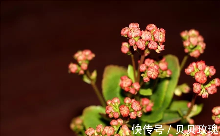 不死鸟|长寿花不好养，这样嫁接，以后不烂根，不黑腐，花开多爆盆