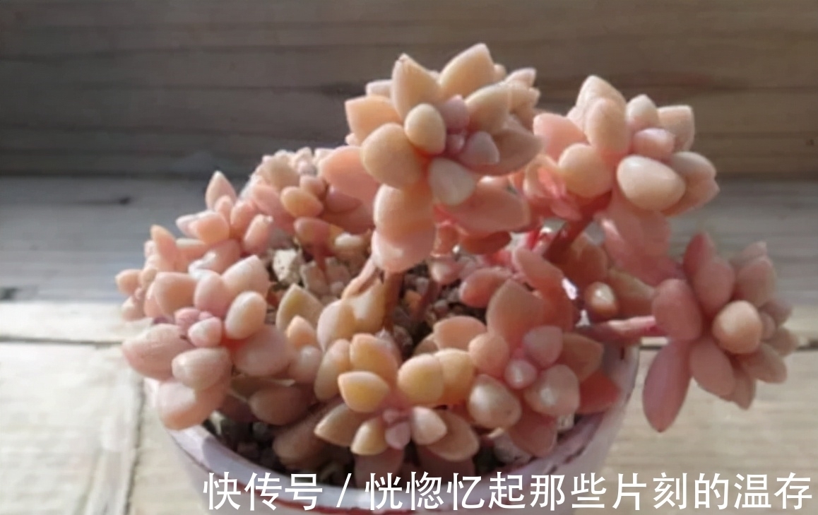 凝脂莲|10种颜值爆表的多肉植物,看看你家养了几种