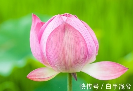 财源|7月中旬，4属相运势上涨，桃花朵朵，财源滚滚，享荣华富贵