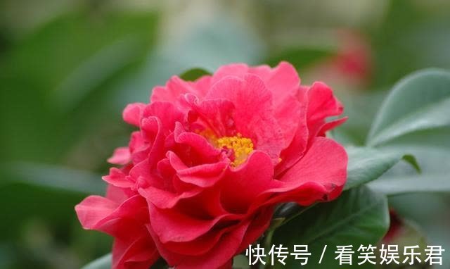 客鬓#「诗词鉴赏」山茶花开时,十一首山茶花的诗词,烂红如火雪中开