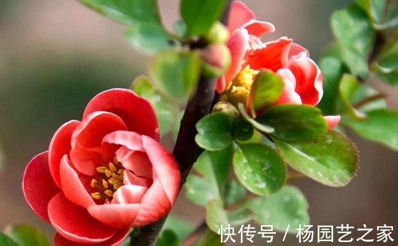 甜梦|养花,植株低矮,分枝多,花开满枝头,漂亮又好养