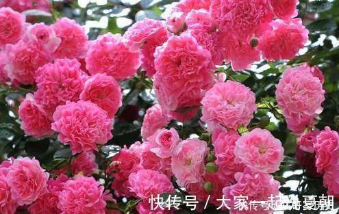 金鱼|此几款花卉,高端大气,花朵硕大花期长,漂亮好养