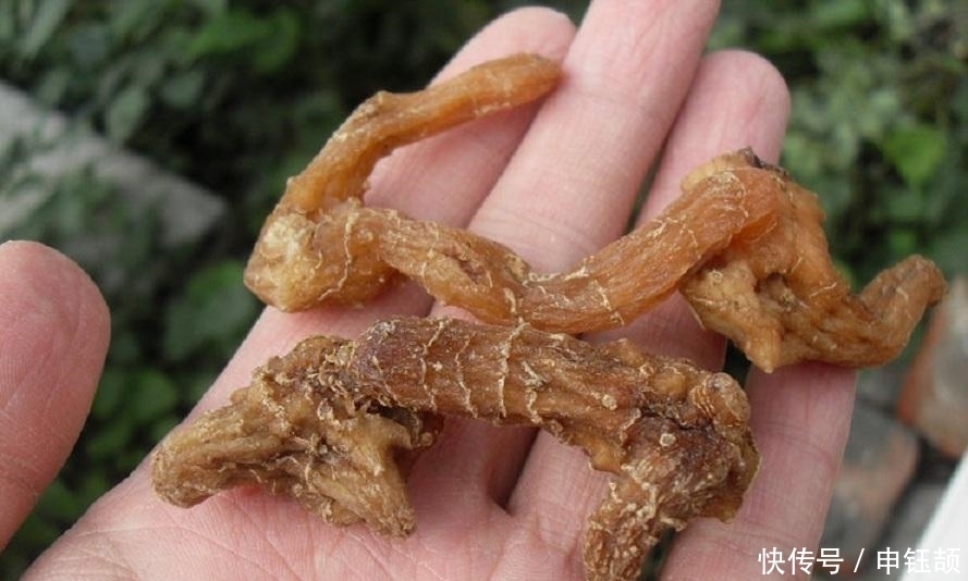 农村|农村山坡下一种野草,城里卖到25元一斤,煲汤最佳材料之一!