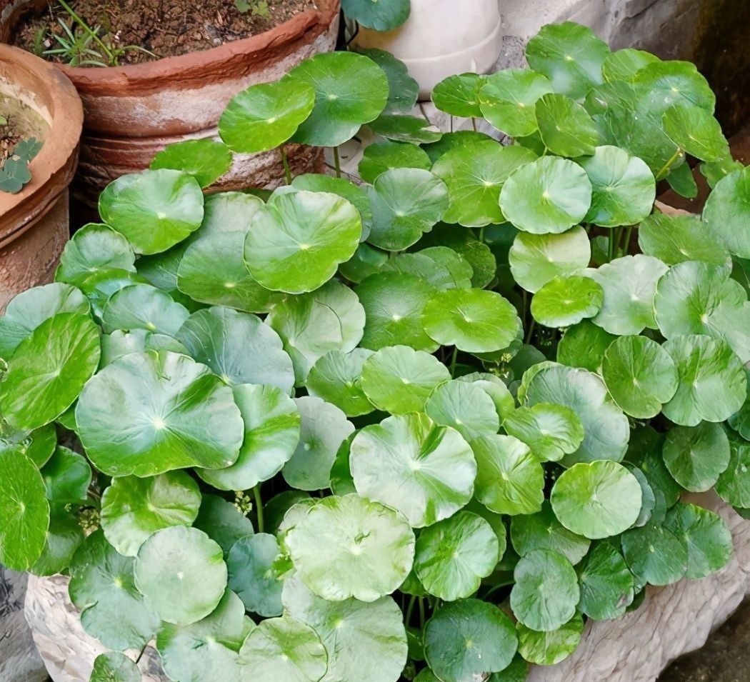 如果养着这7种花,温度高及时“打顶”,这样才能枝繁叶茂