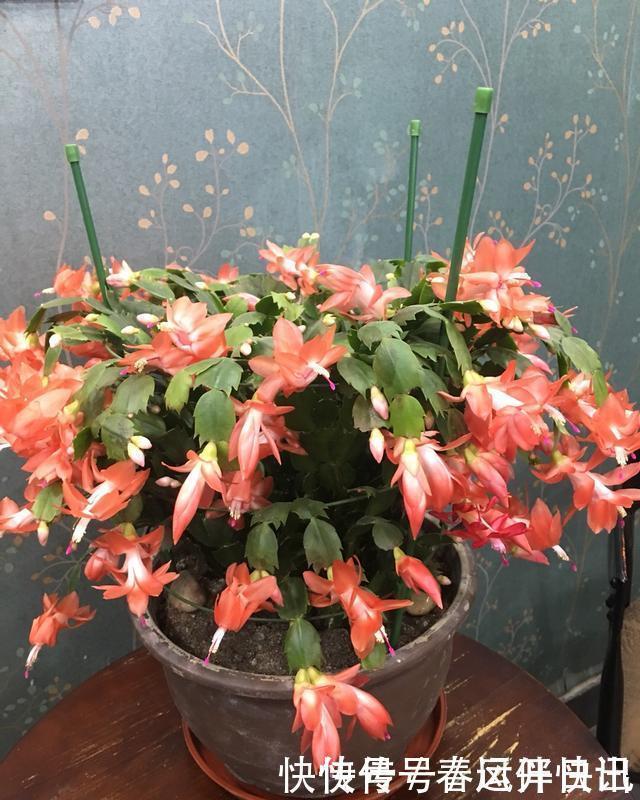 浇水|多年的蟹爪兰，勤做三动作，重新缀化，叶插苗养成繁花小老桩