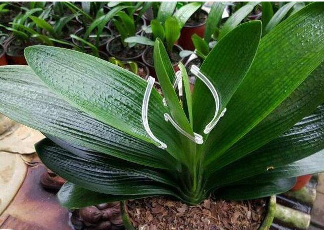 养“君子兰”记住4点，叶片整齐、不夹箭，一次开出几十朵花，美