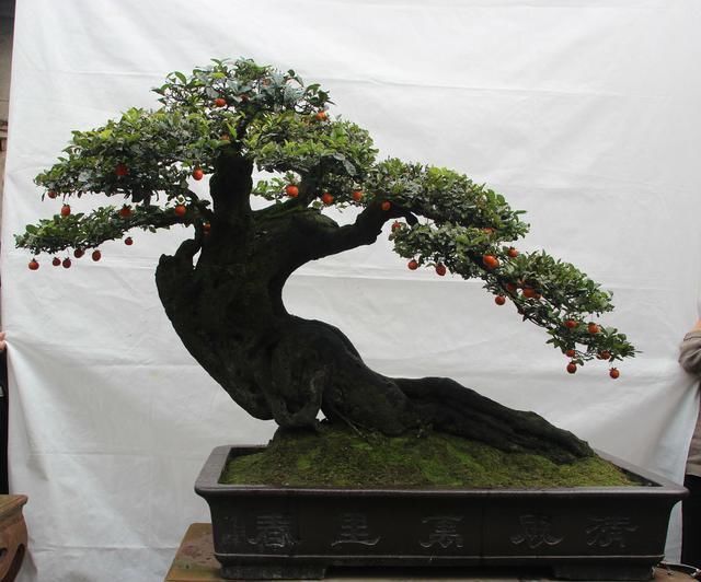 蜂窝煤|找到了一株金弹子盆景生桩头,可以使用纯的蜂窝煤球来发根吗