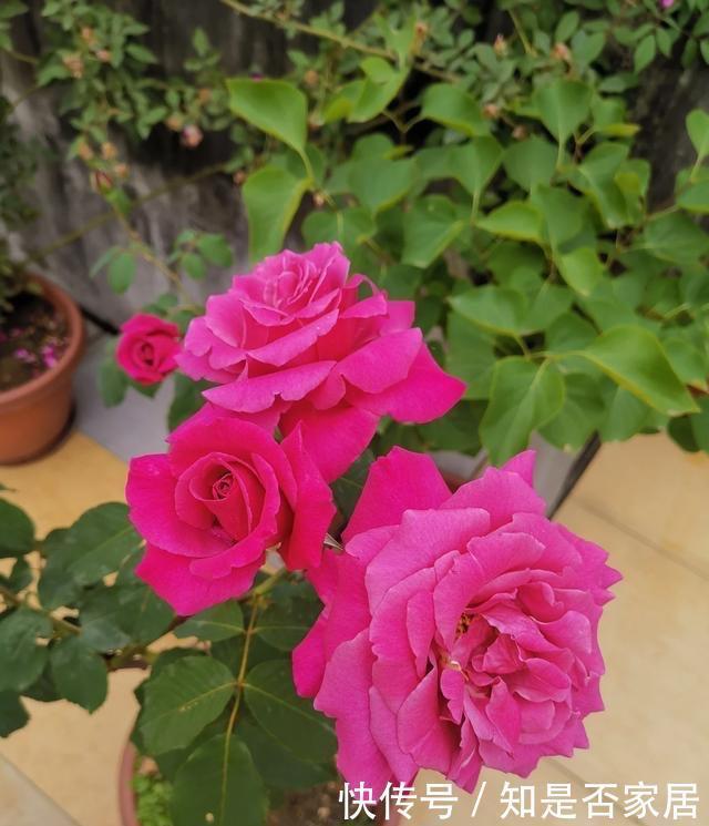 月季黄叶是什么情况?弄清“4点”,一直绿油油,明年“花更多”