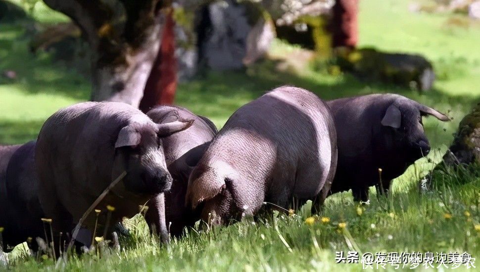 虽然这些都很贵,但是在我心中,比这些更贵的,是健康的身体