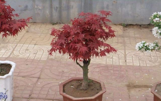 观赏|养花大神都会的一个“细节”,盆景养护,摘叶很重要,你会吗