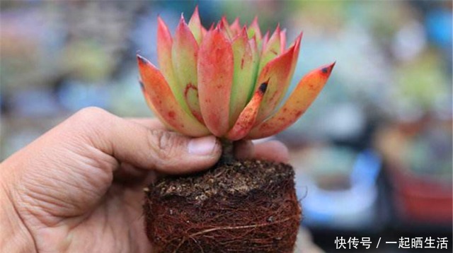 给多肉修根,忘了做这“1步”,容易黑腐、烂根,还不如原生盆!