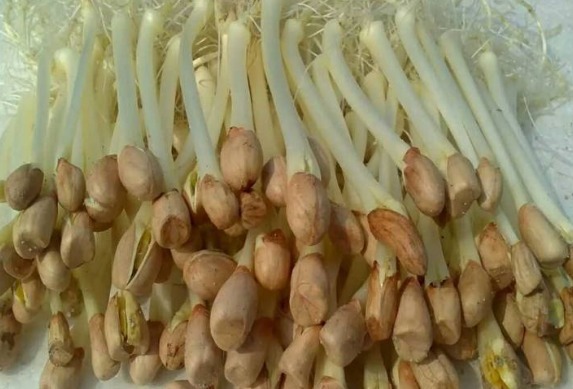营养|花生、红薯、大蒜发芽还能吃吗有些非但没毒,营养反而更加倍