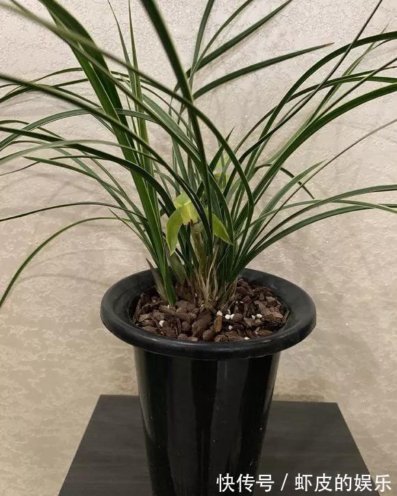 牡丹花|元旦前,“七种花”赶紧搬到阳台上冻一冻,生长茂盛,花苞呼呼冒