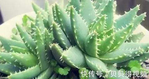 想要芦荟长爆盆,栽培管理要此样做,掌握这些秘诀,轻松养爆盆