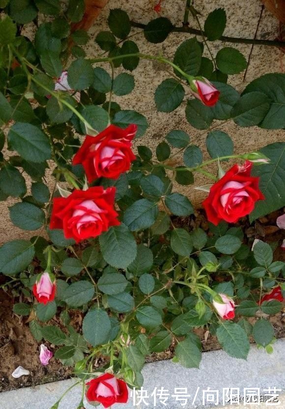 立春养月季，买苗子还是买老桩？综合考虑，苗子好成活率高