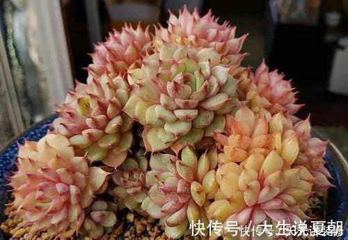 “混血”多肉美极了,皮实颜值高,养护更简单,养几棵真过瘾
