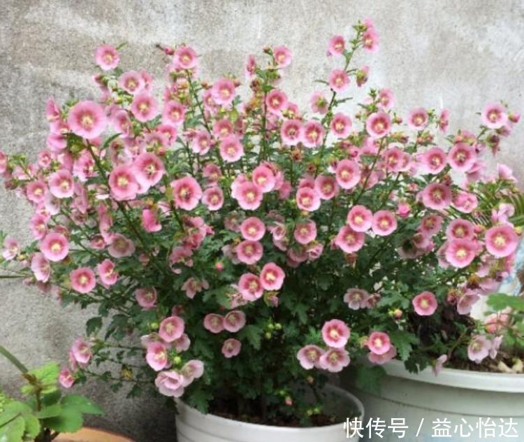 四季|阳台就养这几款花卉,比玫瑰还漂亮,四季开花,香气四溢,美