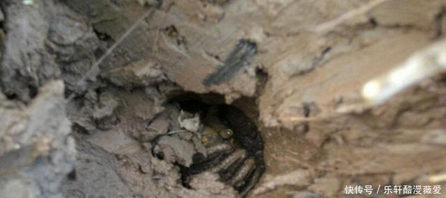 螃蜞|它曾被当成“害虫”,用来泡酒是美味,却很少有人养殖